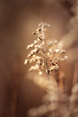 Withered weeds in winter.
Warm atmosphere and colours.