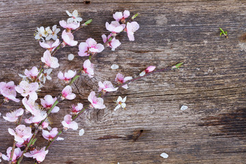 twigs with cherry flowers