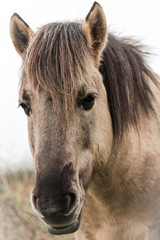 
Portrait of a Koniks horse.
