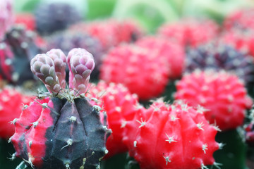 colorful cactus.