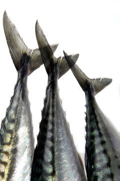 three tails of mackerel,