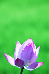 lotus flower with green background.