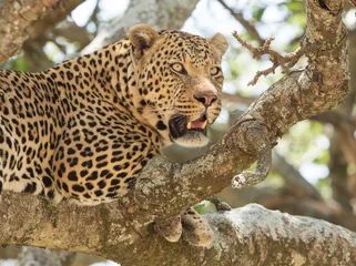 Möbelaufkleber Male Leopard resting in a tree, Serengeti, Tanzania © stuporter