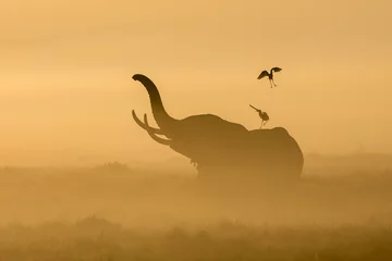 Papier Peint photo Lavable Éléphant African Elephant in the morning mist at sunrise in Amboseli, Kenya