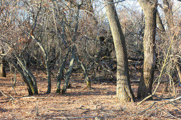Dry trees in the autumn forest
