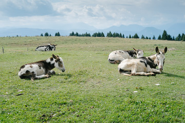 Obraz premium Donkeys grazing