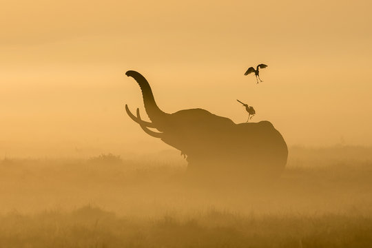 Fototapeta African Elephant in the morning mist at sunrise in Amboseli, Kenya