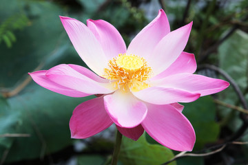 Fototapeta premium Bloomong lotus flower.