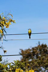 Tropical Kingbird perched on a telegraph line