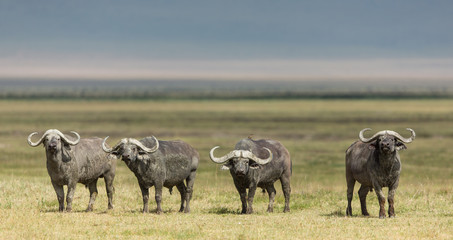 Naklejka na ściany i meble Four Cape Buffalo Bulls in the Ngorongoro Crater, Tanzania