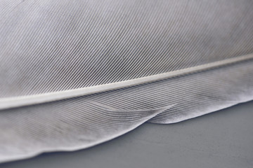 Close up of a grey feather