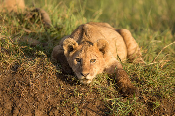 A Lion cub in the Ngorongoro Crater in Tanzania