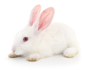Obraz premium White bunny rabbit.