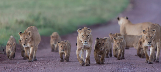 Fierté des lions d& 39 Afrique dans le cratère du Ngorongoro en Tanzanie