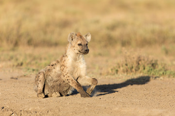 One spotted Hyena in the Serengeti, Tanzania