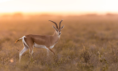 Adult Male Grant's Gazelle in the Serengeti, Tanzania - obrazy, fototapety, plakaty