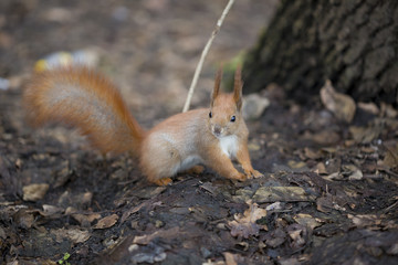 squirrel