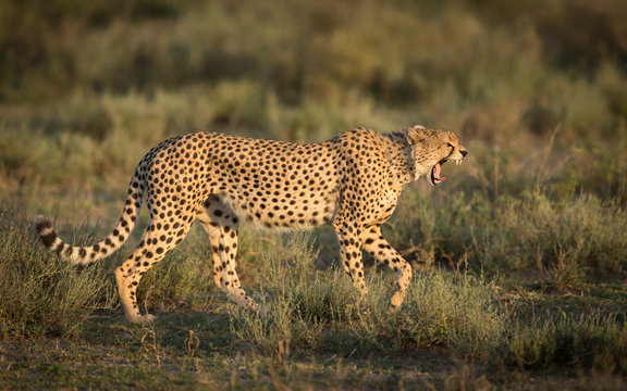 Male Cheetah yawning as it walks in the Serengeti National Park, Tanzania