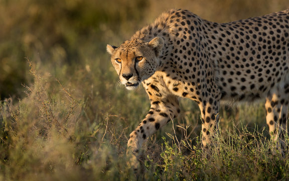 A male Cheetah hunting in the Serengeti, Tanzania