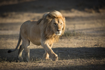 Male Lion patrolling territory in Ndutu, Serengeti, Tanzania