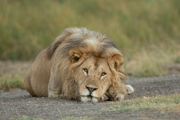 Male Lion resting in the Serengeti National Park, Tanzania