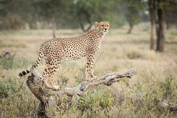 One adult female Cheetah standing on a dead log in Ndutu, Serengeti