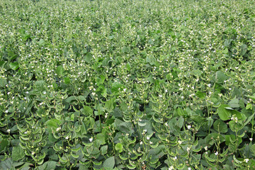 Broad beans are among the most ancient in cultivation and easiest to grow. They are rich in proteins and fibers. Also grown as cover crop to prevent erosion.