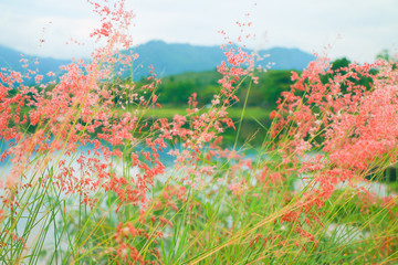 Fototapeta na wymiar Wildflowers on nature background.
