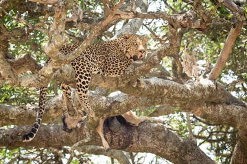 Foto op Canvas Mannelijke Afrikaanse Luipaard in een boom met een dode, Serengeti, Tanzania © stuporter