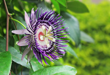 Close up of passion fruit flower (Passiflora) from India