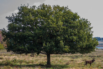 Red Deer Stag under a Tree