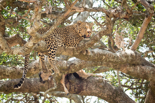 Male African Leopard in a tree with a kill, Serengeti, Tanzania