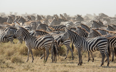 Fototapeta na wymiar Herd of Plains Zebra in the Serengeti, Tanzania