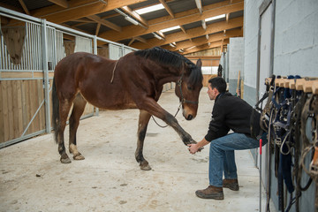cheval de saut d'obstacles de concours; examen vétérianire avant la compétition.