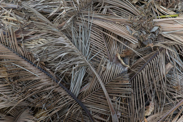 Pile of dumped dried palm leaf.
