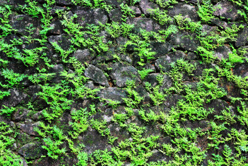 Texture of granite stone wall face with grass and plant growth