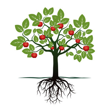 Young Tree with Green Leafs, Roots and Red Apples. Vector Illustration