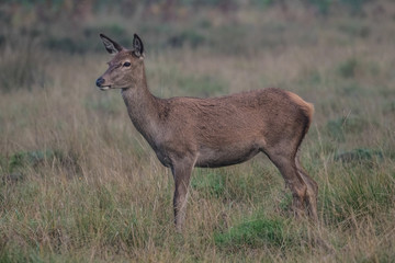 Red Deer Hind