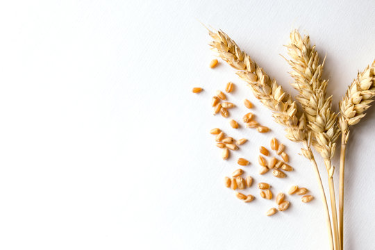 Golden ripe wheat on white background