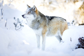 Fototapeta premium Snowy wolf stands in beautiful winter forest