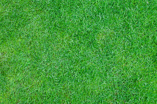 Green grass background Top view Copy space