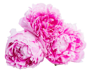 pink peonies border