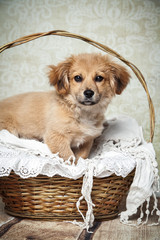 Hund verschenken