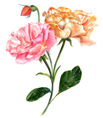Watercolor drawing of vintage style branch of roses on white backround