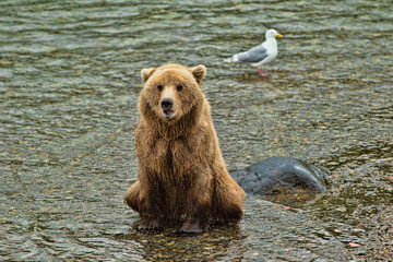 Fototapeta premium Grizzly Bear Katmai National Park