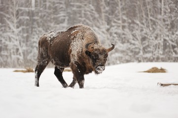 European bison male in winter forest © alexeyborodin