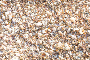 Shells of many types and sizes are found on our shelling beaches