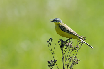 Singing Yellow Wagtail