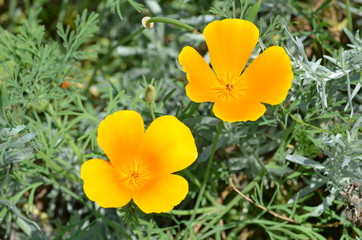 Goldmohn oder Kalifornischer Mohn (Eschscholzia californica)