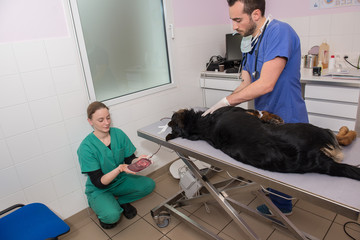 Banque de sang vétérinaire; votre animal peut sauver la vie;